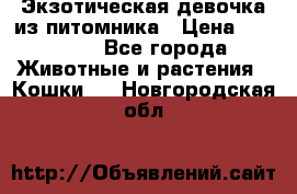 Экзотическая девочка из питомника › Цена ­ 25 000 - Все города Животные и растения » Кошки   . Новгородская обл.